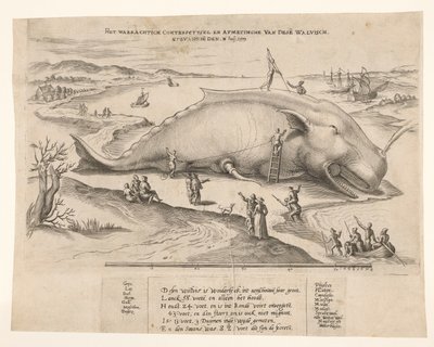 Plážová velryba poblíž Antverp, 1577 Waerachtich conterfeytsel a velikost této[n] velryby, ghevanghe[n] den 2. července 1577 (název na předmětu) od Anonymous