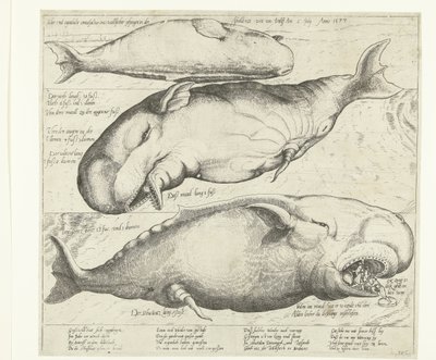 Plážová velryba poblíž Antverp, 1577 True ung eigentliche contrafactur eines wallfisches gefangen in der scheldt nitt weit von Antorff Am 2 July. Anno 1577 (název na objektu) od Anonymous