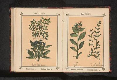 Plicník skvrnitý a prasečí tráva obyčejná Pulmonaria officinalis L. Polygonum aviculare L. (titul na předmětu) od Anonymous