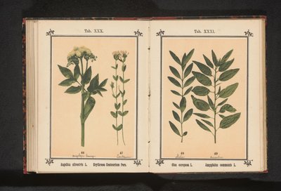 Andělika obecná a skutečný centaury Angelica silvestris L. Erythraea Centaurium Pers (název na objektu) od Anonymous