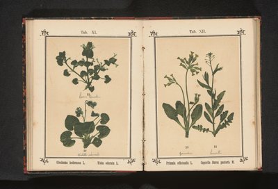 Zlatá petrklíč a pastýřský měšec Primula officinalis L. Capsella Bursa pastoris M. (název na předmětu) od Anonymous
