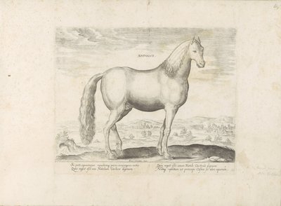 Hengst uit Anatolië Born (název na objektu) Paardenrassen uit de Koninklijke stallen van Don Juan van Oostenrijk (název série) Kůň, ve kterém se vybírají všechny druhy šlechticů: chování koní rozlišených z různých částí světa (...) (název série na o od Anonymous