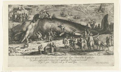Kopie velryby na břehu v Berckhey z roku 1598, když velryba stála v Anconě v roce 1601 Ritratto d