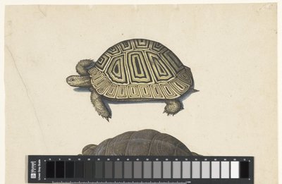 Landschildpad Lombardské album (název série) od Anonymous