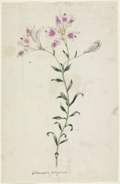 Leslie (Alstroemeria Pellegrina) od Anonymous