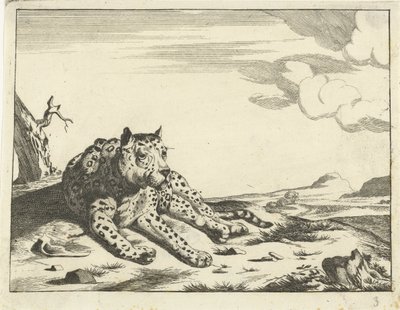 Leopard při pohledu zepředu, nohy vpravo od Anonymous