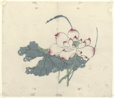Lotus od Anonymous