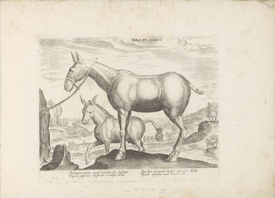 Mulezel a ezel Mezek a osel (název na předmětu) Paardenrassen uit de Koninklijke stallen van Don Juan van Oostenrijk (název série) Kůň, ve kterém se vybírají všechny druhy šlechticů: chování koní rozlišených z různých částí světa (...) (název série od Anonymous