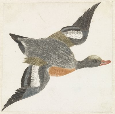Widgeon letí doprava od Anonymous