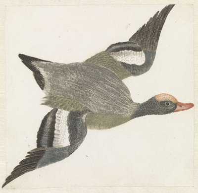 Widgeon letí doprava od Anonymous
