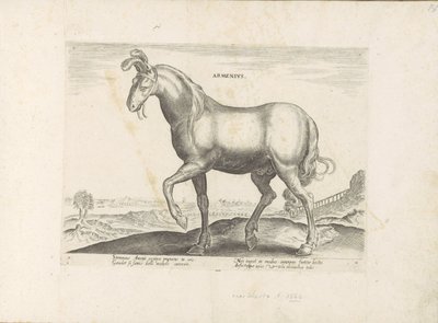 Pár u Arménie Armenius (titul na objektu) Paardenrassen uit de Koninklijke stallen van Don Juan van Oostenrijk (název série) Kůň, ve kterém se vybírají všechny druhy šlechticů: chování koní rozlišených z různých částí světa (...) (název série na ob od Anonymous