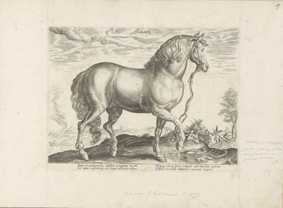 Paard uit Calabria Calabar (název na objektu) Paardenrassen uit de Koninklijke stallen van Don Juan van Oostenrijk (název série) Kůň, ve kterém se vybírají všechny druhy šlechticů: chování koní rozlišených z různých částí světa (...) (název série na ob od Anonymous
