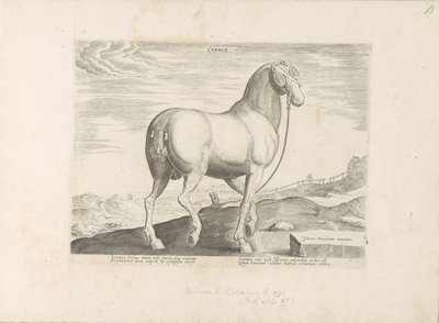 Kůň z Korsiky Srdce (název na předmětu) Paardenrassen uit de Koninklijke stallen van Don Juan van Oostenrijk (název série) Kůň, ve kterém se vybírají všechny druhy šlechticů: chování koní rozlišených z různých částí světa (...) (název série na obje od Anonymous