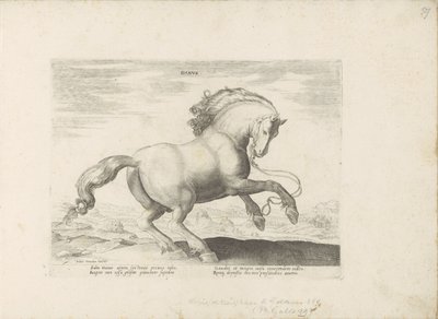 Pár uit Danemarken dánština (název na předmětu) Paardenrassen uit de Koninklijke stallen van Don Juan van Oostenrijk (název série) Kůň, ve kterém se vybírají všechny druhy šlechticů: chování koní rozlišených z různých částí světa (...) (název série na ob od Anonymous