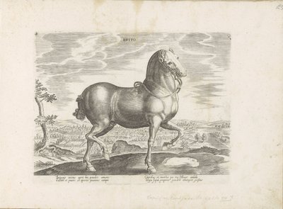 Pár v Anglii Brito (název na objektu) Paardenrassen uit de Koninklijke stallen van Don Juan van Oostenrijk (název série) Kůň, ve kterém se vybírají všechny druhy šlechticů: chování koní rozlišených z různých částí světa (...) (název série na obje od Anonymous