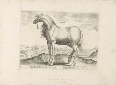 Paard z Řecka Achivus (název na objektu) Paardenrassen uit de Koninklijke stallen van Don Juan van Oostenrijk (název série) Kůň, ve kterém se vybírají všechny druhy šlechticů: chování koní rozlišených z různých částí světa (...) (název série na od Anonymous