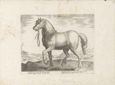 Paard uit Gulik (Juliacus) Julia (název na objektu) Paardenrassen uit de Koninklijke stallen van Don Juan van Oostenrijk (název série) Kůň, ve kterém jsou všechny druhy šlechticů: vybraní z různých částí světa vyznačující se chováním koní (...) (série od Anonymous