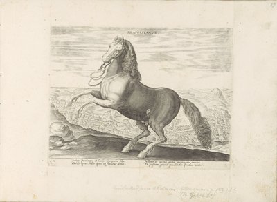 Paard uit Napels neapolština (název na objektu) Paardenrassen uit de Koninklijke stallen van Don Juan van Oostenrijk (název série) Kůň, ve kterém se vybírají všechny druhy šlechticů: chování koní rozlišených z různých částí světa (...) (název série na od Anonymous