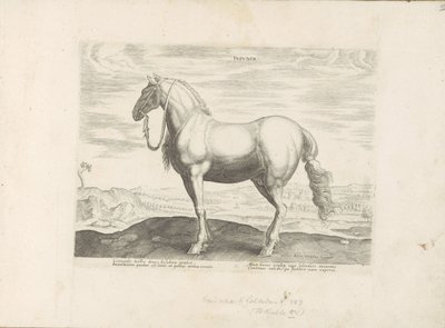 Pár v severní Itálii Insuber (název na objektu) Paardenrassen uit de Koninklijke stallen van Don Juan van Oostenrijk (název série) Kůň, ve kterém se vybírají všechny druhy šlechticů: chování koní rozlišených z různých částí světa (...) (název série o od Anonymous