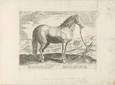 Pár uit Turkije turečtina (název na objektu) Paardenrassen uit de Koninklijke stallen van Don Juan van Oostenrijk (název série) Kůň, ve kterém se vybírají všechny druhy šlechticů: chování koní rozlišených z různých částí světa (...) (název série na obje od Anonymous