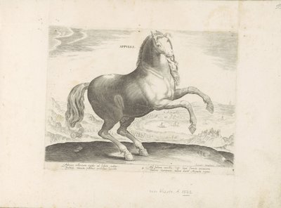 Pár u Zuid-Italië Appulus (název na objektu) Paardenrassen uit de Koninklijke stallen van Don Juan van Oostenrijk (název série) Kůň, ve kterém se vybírají všechny druhy šlechticů: chování koní rozlišených z různých částí světa (...) (název série na od Anonymous
