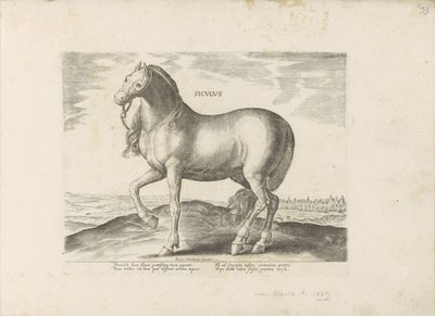 Paard van Sicilie Siculus (název na objektu) Paardenrassen uit de Koninklijke stallen van Don Juan van Oostenrijk (název série) Kůň, ve kterém se vybírají všechny druhy šlechticů: chování koní rozlišených z různých částí světa (...) (název série na obj. od Anonymous
