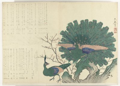 pávi Album Shijo-surimono z období 1840-1900 (název série) od Anonymous