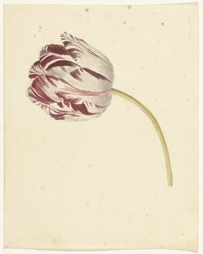 Červeno-bílý tulipán od Anonymous