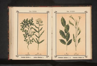 Bylina červeného santalového dřeva a fenyklu Pterocarpus santalinus L. fil. Foeniculum officinale Al.. (název na objektu) od Anonymous