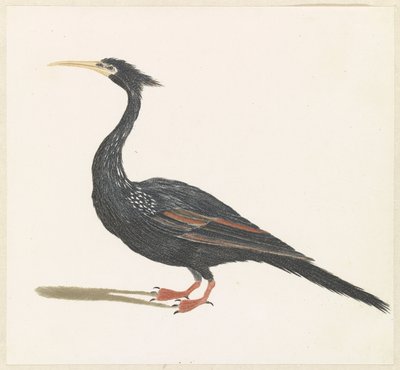 Slangenhalsvogel od Anonymous