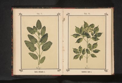 Větev skutečného mudrce Salvia officinalis. L. (název na objektu) od Anonymous