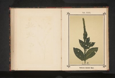 Toorts Verbascum Schraderi Meyer (název na objektu) od Anonymous