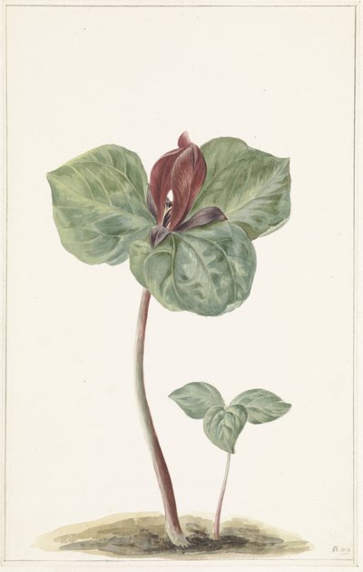 Trillium od Anonymous