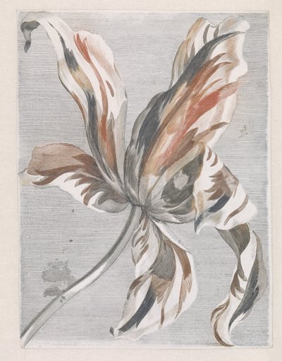 Tulipán od Anonymous