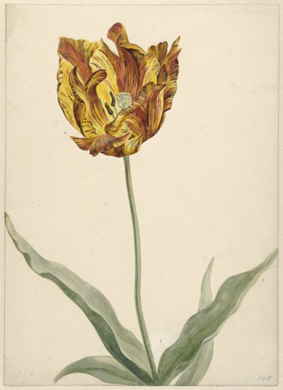 Tulipán od Anonymous