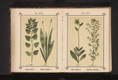 Arnika a třezalka tečkovaná Arnica montana L. Hypericum perforatum L. (název na objektu) od Anonymous