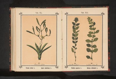 Vodní máta a meduňka Mentha aquatica L. Melissa officinalis L. (název na předmětu) od Anonymous