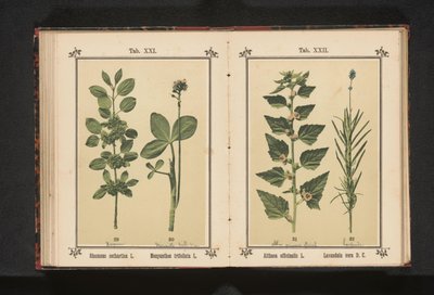 Wedgedoorn a waterdry listy Rhamnus cathartica L. Menyanthes trifoliata L. (název na objektu) od Anonymous
