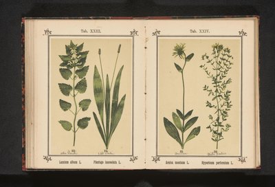 Bílá mrtvá kopřiva a úzký jitrocel Lamium album L. Plantago lanceolata L. (název na objektu) od Anonymous