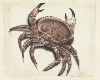mořský krab Lombardské album (název série) od Anonymous