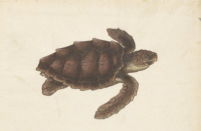 Zeeschildpad Tortugas - Eretmochelys imbricata / Želva Hawksbill / karetschildpad (název na předmětu) Lombardské album (název série) od Anonymous