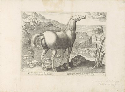 Zephyrus bevrucht een merrie Paardenrassen uit de Koninklijke stallen van Don Juan van Oostenrijk (název série) Kůň, ve kterém se vybírají všechny druhy šlechticů: chování koní rozlišených z různých částí světa (...) (název série na předmětu) od Anonymous