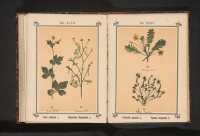Stříbrný čistý a malý tymián Potentilla anserina L. Thymus Serpyllum L. (název na objektu) od Anonymous