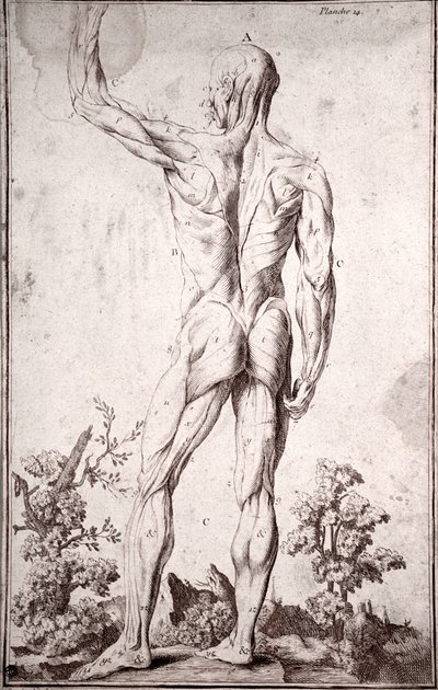 Anatomická studie lidského svalového systému (rytina od Anonymous Anonymous