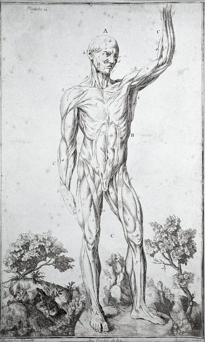 Anatomická studie lidského svalového systému (rytina od Anonymous Anonymous