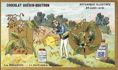 Belladonna: sladká hořká, lék. Gravírování (chromo). Reklamní chromolitografie pro čokolády Guerin-Boutron, konec 19. století. Botanická řada Illustree. od Anonymous Anonymous