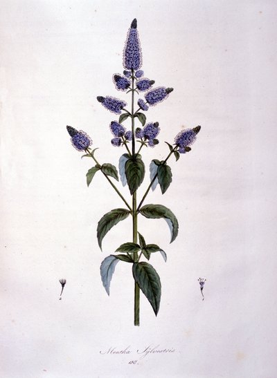 Botanická deska: máta divoká (mentha sylvestris). 19. století rytina. od Anonymous Anonymous