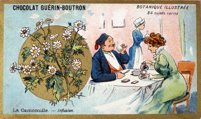 Heřmánek pravý: nálev. Gravírování (chromo). Reklamní chromolitografie pro čokolády Guerin-Boutron, konec 19. století. Botanická řada Illustree. od Anonymous Anonymous