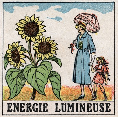 Světelná energie: slunečnice je ovlivněna slunečním zářením. Anonymní ilustrace z roku 1925. Soukromá sbírka. od Anonymous Anonymous
