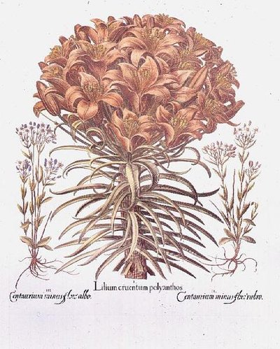Lily a Centaurea, německy od Anonymous Anonymous